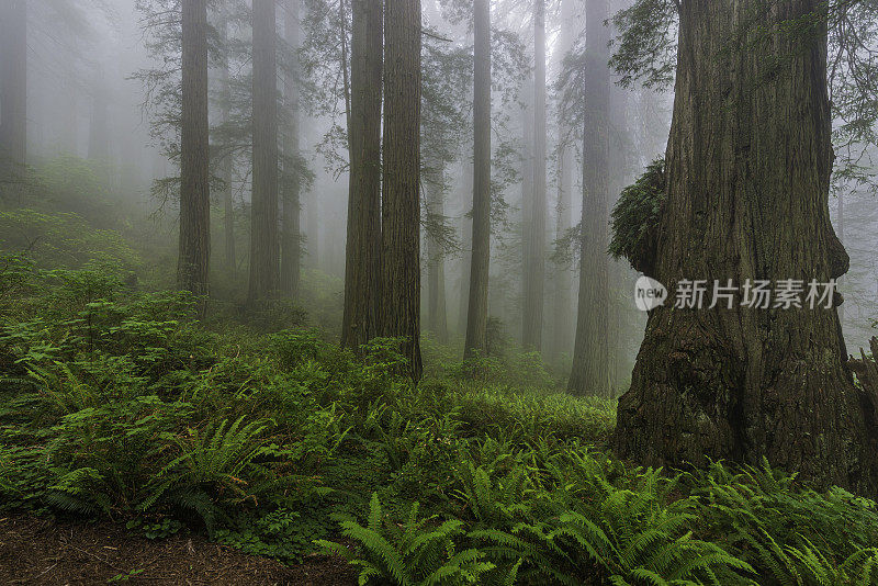 红杉(Sequoia sempervirens)是柏科(柏科)红杉属(Sequoia sempervirens)中唯一的活种。常见的名字包括海岸红杉、加州红杉和巨型红杉。北海岸红杉州立公园;再保险